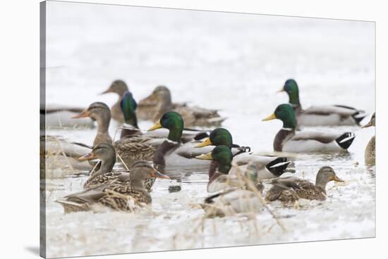 Mallards in Wetland in Winter, Marion, Illinois, Usa-Richard ans Susan Day-Stretched Canvas