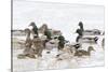 Mallards in Wetland in Winter, Marion, Illinois, Usa-Richard ans Susan Day-Stretched Canvas