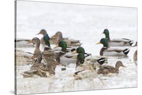 Mallards in Wetland in Winter, Marion, Illinois, Usa-Richard ans Susan Day-Stretched Canvas