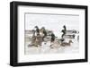 Mallards in Wetland in Winter, Marion, Illinois, Usa-Richard ans Susan Day-Framed Photographic Print