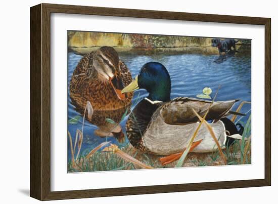 Mallards-Rusty Frentner-Framed Giclee Print