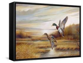 Mallards-Ruane Manning-Framed Stretched Canvas