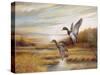 Mallards-Ruane Manning-Stretched Canvas