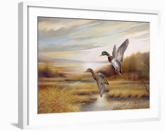 Mallards-Ruane Manning-Framed Premium Giclee Print