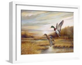 Mallards-Ruane Manning-Framed Art Print