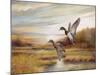 Mallards-Ruane Manning-Mounted Art Print