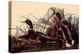 Mallards-John James Audubon-Stretched Canvas