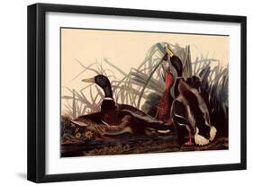 Mallards-John James Audubon-Framed Giclee Print
