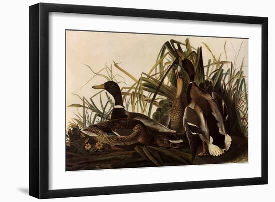 Mallards-John James Audubon-Framed Giclee Print