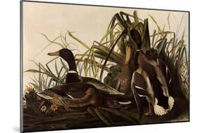 Mallards-John James Audubon-Mounted Giclee Print