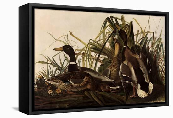 Mallards-John James Audubon-Framed Stretched Canvas