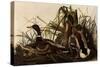 Mallards-John James Audubon-Stretched Canvas