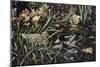 Mallards-Jeff Tift-Mounted Giclee Print