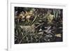 Mallards-Jeff Tift-Framed Giclee Print