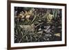 Mallards-Jeff Tift-Framed Giclee Print