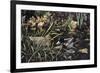 Mallards-Jeff Tift-Framed Giclee Print