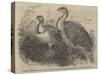 Mallee (Australian) Birds, in the Zoological Society's Gardens, Regent'S-Park-null-Stretched Canvas