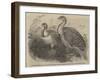 Mallee (Australian) Birds, in the Zoological Society's Gardens, Regent'S-Park-null-Framed Giclee Print