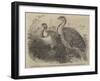 Mallee (Australian) Birds, in the Zoological Society's Gardens, Regent'S-Park-null-Framed Giclee Print