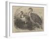 Mallee (Australian) Birds, in the Zoological Society's Gardens, Regent'S-Park-null-Framed Giclee Print