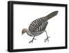 Mallee Fowl (Leipoa Ocellata), Birds-Encyclopaedia Britannica-Framed Poster