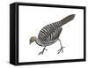 Mallee Fowl (Leipoa Ocellata), Birds-Encyclopaedia Britannica-Framed Stretched Canvas