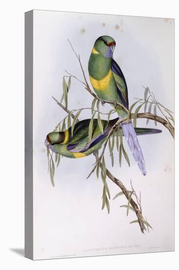 Mallee Ringneck (Platycercus or Barnardius Barnardi)-John Gould-Stretched Canvas