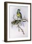 Mallee Ringneck (Platycercus or Barnardius Barnardi)-John Gould-Framed Premium Giclee Print