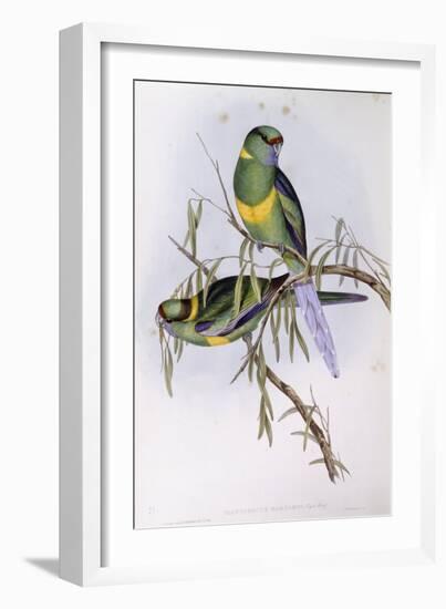 Mallee Ringneck (Platycercus or Barnardius Barnardi)-John Gould-Framed Giclee Print