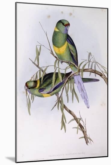 Mallee Ringneck (Platycercus or Barnardius Barnardi)-John Gould-Mounted Giclee Print