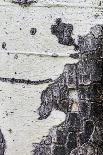 Detail of a Retaining Wall on Rua Direita in Obidos-Mallorie Ostrowitz-Photographic Print