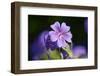 Mallow, Malva, blossom, mauve, close-up-David & Micha Sheldon-Framed Photographic Print