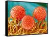 Mallow Plant Pollen Magnified 300 Times-Micro Discovery-Framed Stretched Canvas