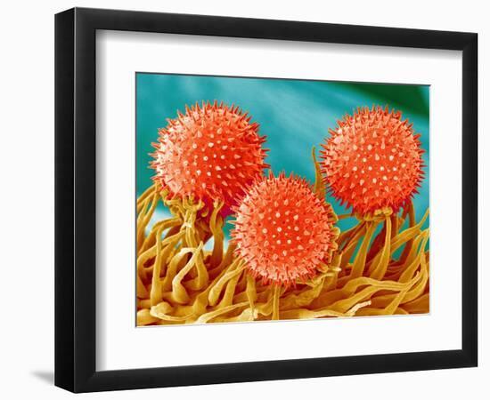 Mallow Plant Pollen Magnified 300 Times-Micro Discovery-Framed Photographic Print