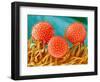 Mallow Plant Pollen Magnified 300 Times-Micro Discovery-Framed Photographic Print