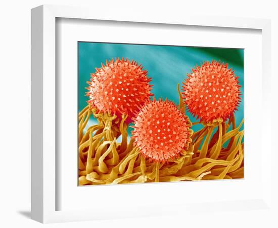 Mallow Plant Pollen Magnified 300 Times-Micro Discovery-Framed Photographic Print