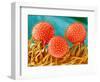 Mallow Plant Pollen Magnified 300 Times-Micro Discovery-Framed Photographic Print