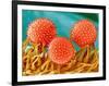 Mallow Plant Pollen Magnified 300 Times-Micro Discovery-Framed Photographic Print