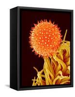 Mallow Plant Pollen Magnified 600 Times-Micro Discovery-Framed Stretched Canvas