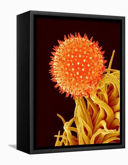 Mallow Plant Pollen Magnified 600 Times-Micro Discovery-Framed Stretched Canvas