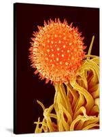 Mallow Plant Pollen Magnified 600 Times-Micro Discovery-Stretched Canvas