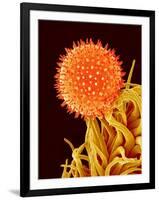 Mallow Plant Pollen Magnified 600 Times-Micro Discovery-Framed Premium Photographic Print