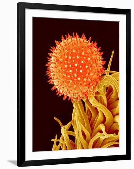 Mallow Plant Pollen Magnified 600 Times-Micro Discovery-Framed Photographic Print
