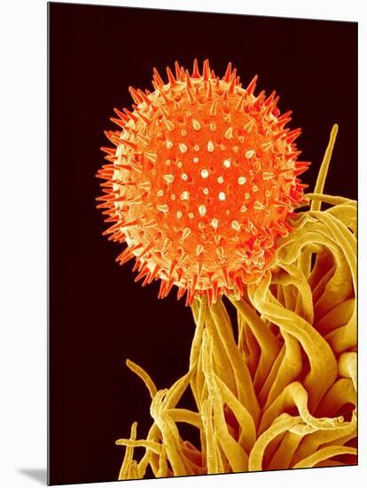 Mallow Plant Pollen Magnified 600 Times-Micro Discovery-Mounted Photographic Print