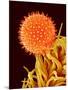 Mallow Plant Pollen Magnified 600 Times-Micro Discovery-Mounted Photographic Print