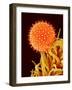 Mallow Plant Pollen Magnified 600 Times-Micro Discovery-Framed Photographic Print