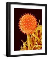 Mallow Plant Pollen Magnified 600 Times-Micro Discovery-Framed Photographic Print