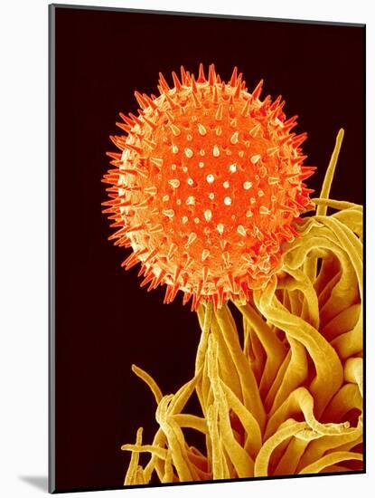 Mallow Plant Pollen Magnified 600 Times-Micro Discovery-Mounted Photographic Print