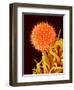 Mallow Plant Pollen Magnified 600 Times-Micro Discovery-Framed Photographic Print