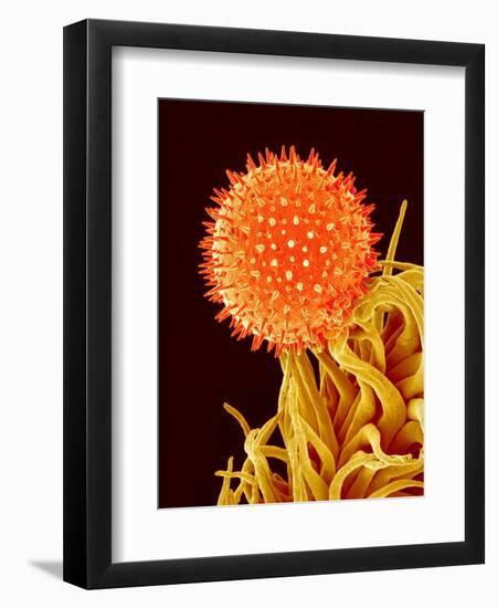 Mallow Plant Pollen Magnified 600 Times-Micro Discovery-Framed Photographic Print